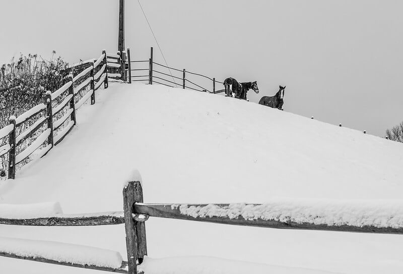 Horses on a hilltop of Rolling Stone Ranch / Flickr / John Kocijanski
Link: https://flickr.com/photos/22897666@N00/28253703209/in/photolist-K3FBBX-23iyUyw