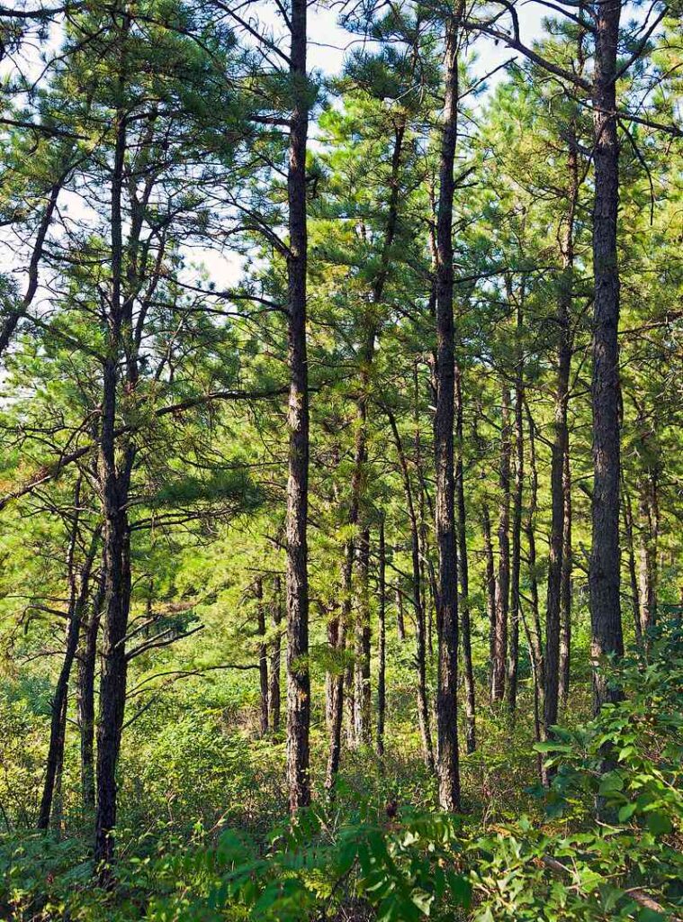 Beautiful nature view of Albany Pine Bush Preserve / Wikimedia Commons / Daniel Case
Link: https://commons.wikimedia.org/wiki/File:Pines_in_the_Albany_Pine_Bush_Preserve.jpg
