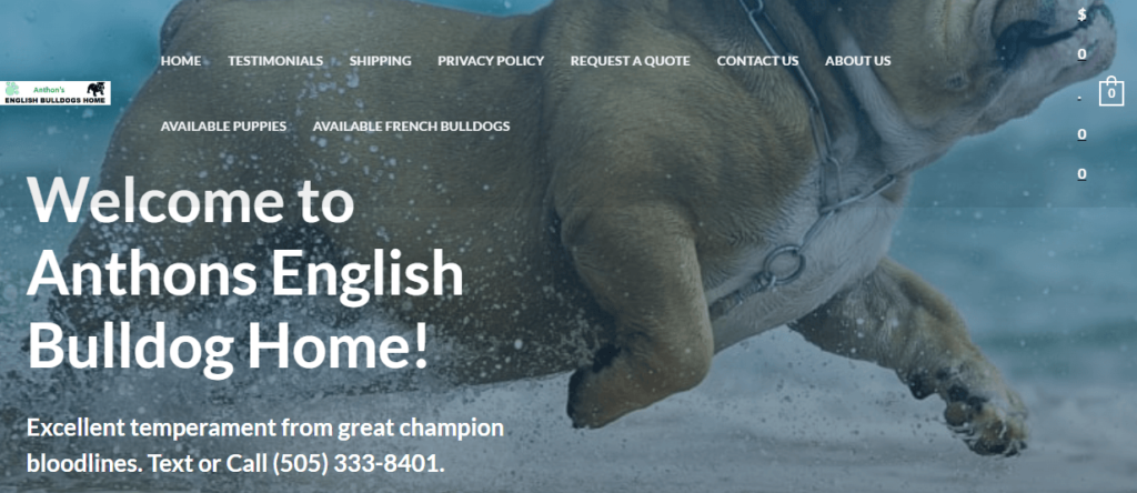 Homepage of Anthons English Bulldog Home 
Link: https://anthonsenglishbulldogshome.com/