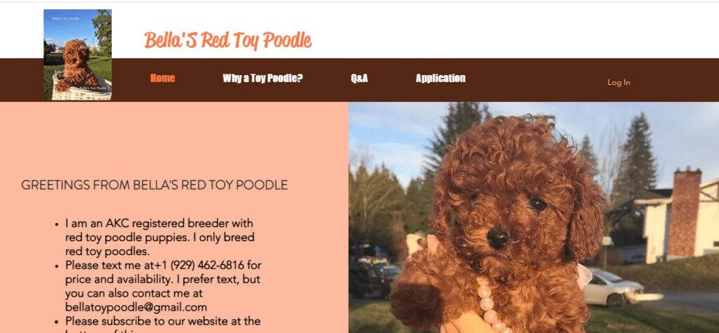 Homepage of Bella's Red Toy Poodle
Link: https://www.newyorktoypoodle.com/