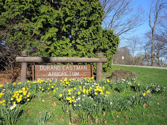Entrance view of Durand Eastman Park / Wikipedia / DanielPenifield 
Link: https://en.wikipedia.org/wiki/Durand_Eastman_Park#/media/File:ArboretumSignDurandEastmanPark.jpg 
