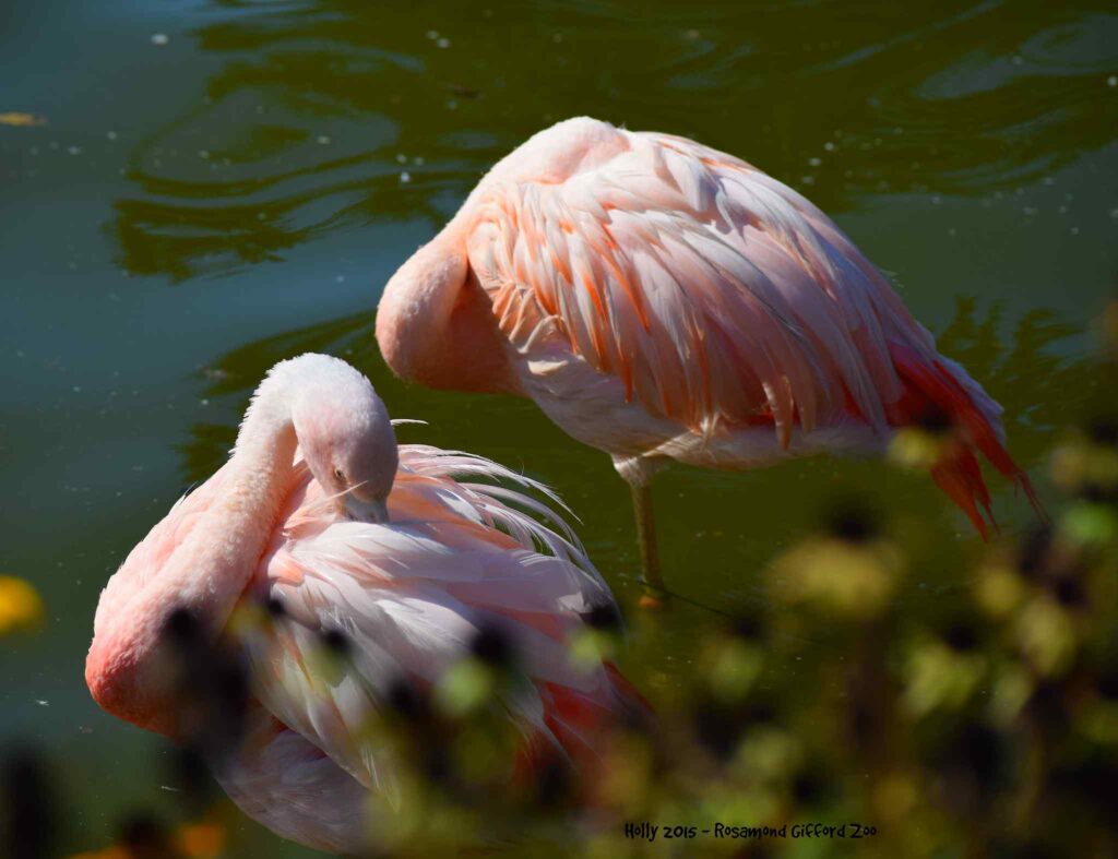 Lovely Flamingos at Rosamond Gifford Zoo / Flickr / Loves_TaiShan
Link: https://www.flickr.com/photos/holly_loves_taishan/20950758943/in/photolist-xVm7HM-2jZfSZi-6xnqJp-6xrAEG-2mmhFhW-2mmdJC8-2mmiNXz-2mmf3an-2mmiNmQ-2mmhEBx-2mmdKgY-2mm9UpM-2mmf1Bh-2mmdHEB-aA27T4-aA4Mv3-aA4NRu-aA28nH-2mm9WFA-6wc12U-r2i9NH-2jZcbAW-2mmhCzB-6xnqUD-dEztX5-dWe4F8-2jZcbCV-2jZgFXc-2jZcbBh-6xnBy8-2jZcbB2-dEuaKD-6xrMxo-6xnqFP-6xnqMc-2jZfSRY-2jZcbtB-2jZfSWH-qK2rok-6xrAJh-8H26Rh-q5EhS8-qJTKbJ-qJTCYJ-2jZfSW2-r2nrbA-r2i7vr-2jZcbrs-8H1Mn3-6xrABw
