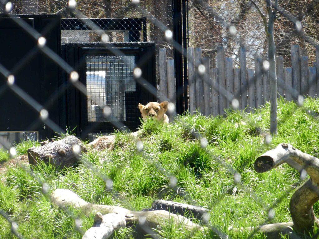 Beautiful lion at Seneca Park Zoo / Flickr / chrisforsyth
Link: https://www.flickr.com/photos/chrischris/17129530820/in/photolist-s6FjJh-ubLVZ4-sodjdF-s4UVGg-s6Eb3E-sodmjK-so65XN-skXYMb-so5SG5-s6FECq-s4Vo5r-socQGZ-rrfL7J-s4VnwT-so5W6E-s6N4Dx-rreRzj-rrrxgv-sof4eT-skXL8y-softHT-2oc4QKV-94qxK2-7VC8nR-sofkrx-sodbLg-s4Vkma-s6Nq9v-s6Enbw-s6FyYE-s6EqtU-sofzAK-s6FFDJ-sofJVg-skXHmG-s6FmJu-s6EaYG-sofJTc-s6E9sf-skXzHq-rrs1cK-s4UV4x-sodnRH-sodhYB-s6NgNH-sofUpM-rrfoAY-s6DZGj-s4VobZ-sofAZr
