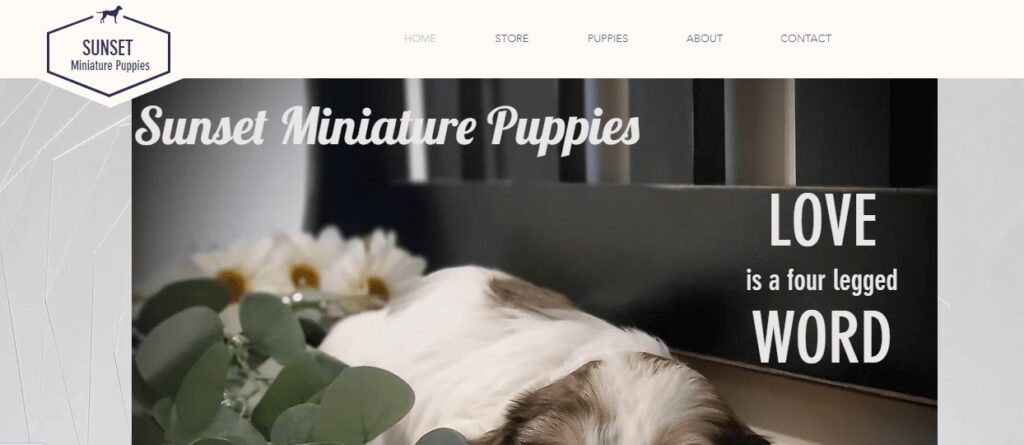 Homepage of Sunset Miniature Puppies
Link: https://www.sunsetpuppies.com/