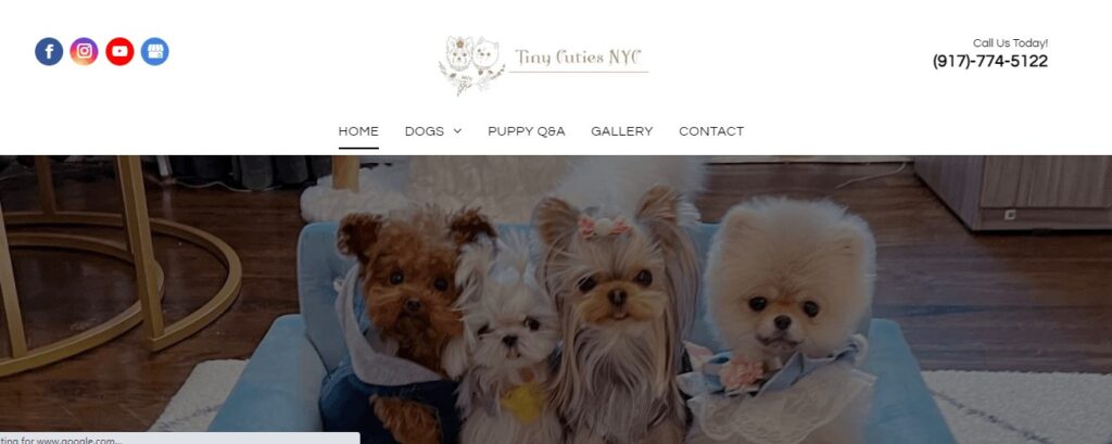 Homepage of Tiny Cuties NYC
Link: https://www.tinycutiepuppies.com/