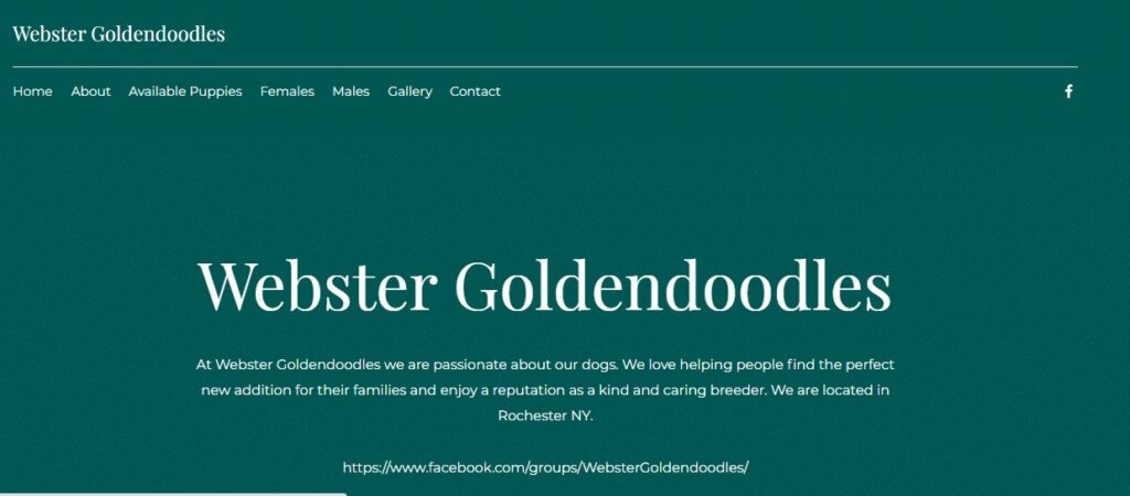 Homepage of Webster Golden Doodles
Link: https://www.webstergoldendoodles.com/