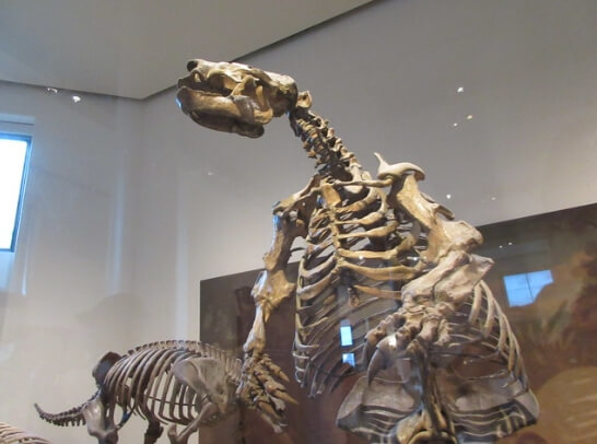 2019 Prehistoric Sloth - American Museum of Natural History / Flickr / Brecht Bug
Link: https://flickr.com/photos/93779577@N00/49226399436/in/photolist-2hZYawL-dtucWN-rr1voi-2i1wgdr-sDyNkV-pWCDuq-49PzFY-dbc9Am-D6char-2i64Gyv-tEtoW4-nRqeQx-2ktJ7JC-topLFE-dtu7TL-2hZWJVE-g2iqv6-DvqpsK-tiWWq6-2hZYWAE-rHmdeq-g2iLoe-2mZaS15-GZbdUh-9zVQ2Y-dH3uEU-2hZYhqf-dGXegz-dGXftD-dGX4Ai-22SGayT-dH3Bn5-dH3y21-2kjQt7g-2iPmyGN-g2iHKY-g2isr1-dVSAmZ-g2nKoj-dtoNdt-Ck1kcE-tnVapn-wbfQdu-pGoLSC-g2nnbp-g2odPa-dtoPzn-owet7P-wRSxF1-g2i8t1