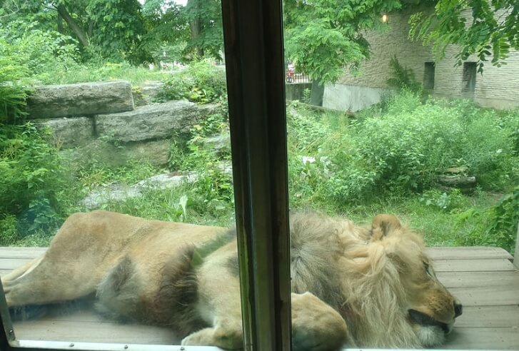 A lion sleeping against the protective glass at the Buffalo Zoo / Wikipedia / Fortunate4now 
Link: https://en.wikipedia.org/wiki/Buffalo_Zoo#/media/File:Lion_buff_zoo.JPG