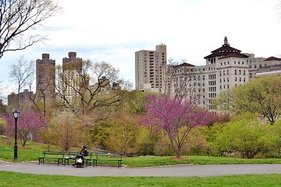 A view of East Meadow in Central Park / Flickr / Gigi_Nyc 
Link: https://flic.kr/p/nEtN99 
