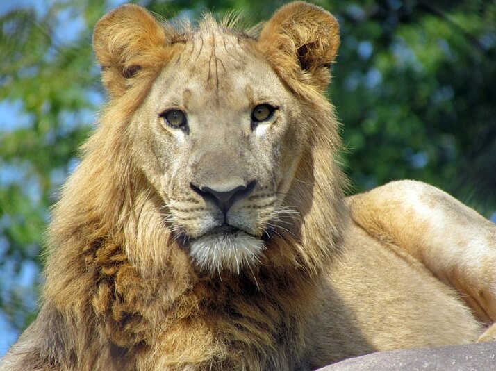 African lion, Seneca Park Zoo / Wikimedia Commons / Zooper12 
Link: https://commons.wikimedia.org/wiki/File:African_lion,_Seneca_Park_Zoo.JPG