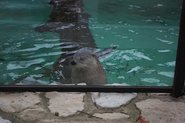 An Otter at the Staten Island Zoo / Flickr / Adam Kuban
Link: https://www.flickr.com/photos/slice/2978561486/in/photolist-5xcUyo-cVg9nY/