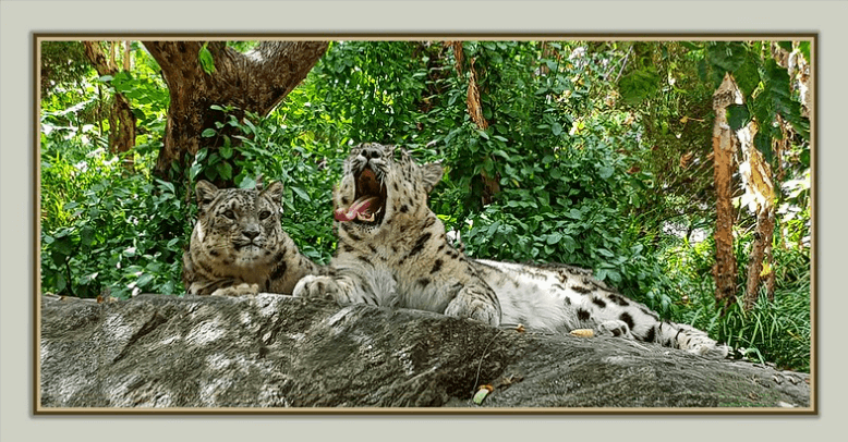 Snow Leopards at the Central Park Zoo / Flickr / "Adventure before dementia"
Link: https://www.flickr.com/photos/imagik1/49124851648/in/photolist-2hQZGUQ-kUEGsC-2ogEhWr-2i6kjCp-2mSGGxY-5JuxwB-5W6QQ4-4WBMaV-91iWQ6-2ogK4VU-2gwF7VP-2m78AKQ-6dbP9x-2am28gL-5xRvos-J53FWf-CCufFE-CoPa23-7g5xZp-4F5y3r-2m7bGxQ-8zwoRu-JvTHZV-2gtFsm9-acvJ1z-TLVMZW-2jGWDTg-JvTJBr-qswmVQ-PEs9QL-6apiuv-g35gg7-niKfKD-2m78w2w-2aaqL2u-2knVttb-2oitfSZ-2bxbBxZ-2m7dkcG-QNbhPj-4F7TFU-2o2cnhb-gH9wFn-acywCu-gH6GmG-akVGUH-j999p-j99gC-5BJWQL