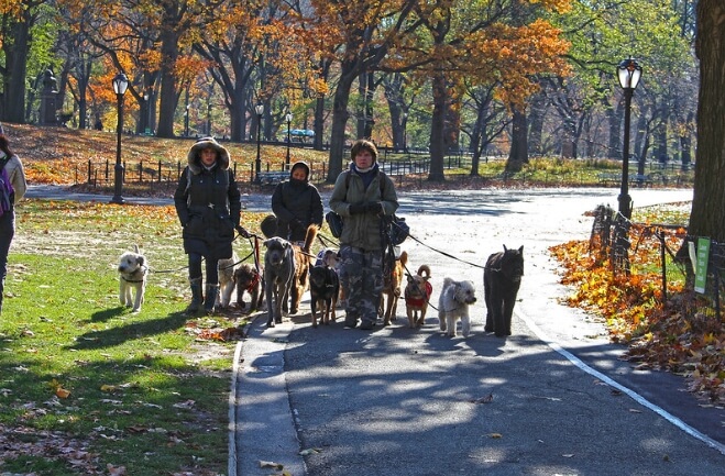 Central Park's Dog Walkers / Flickr / travelmag.com
Link: https://flickr.com/photos/113306963@N05/29404702144/in/photolist-24P3Vga-q46y8c-L2ADwD-rc4Ya7-2ir1v7A-2iw3e1o-2j3y36T-ZYbFyd-eHR8cu-x72NQD-eHR7wW-eHK5k2-w9EE8x-s4Qj1-bpRvB8-27BmStt-LNoMvb-dNBK5L-2iLoB6F-2iLoAZy-rV1geL-2j3y3EU-qxsgkt-eHRbPh-eHK8D6-eHR6G5-2bHV9XD-8z8SdV-x6FjL6-w9FiAD-HWf5tx-eHFsfg-iBe5Vf-eHQDh9-aqn4pp-2m4QN74-eHK4oR-eHK4Et-c5yk7S-8E84E-6cfi7Y-7s2ngg-aXYoRK