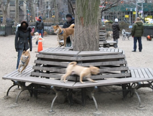 Dogs chasing each other around a bench, hilarious Jemmy's Run / Flickr / Leenient
Link: https://flickr.com/photos/leena/374735112/in/photolist-NadJxn-PouTdn-PouTVz-34RmRn-z7BGd-z7BKA-vwj3D-vxbVT