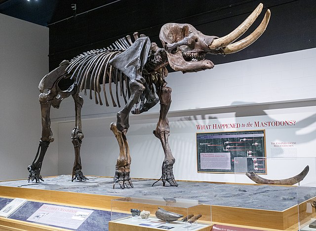 Mastodon Skeleton inside New York State Museum / Wikimedia Commons / Kenneth C. Zirkel
Link: https://commons.wikimedia.org/wiki/File:Cohoes_Mastodon,_New_York_State_Museum.jpg
