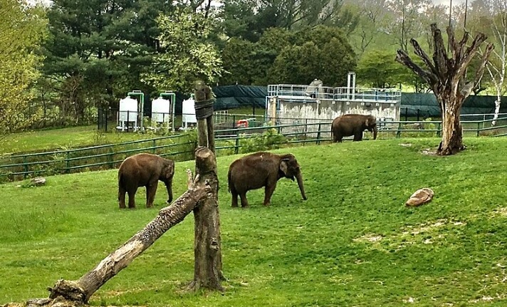 Rosamond Gifford Zoo, Syracuse / Wikimedia Commons / Andre Carrotflower
Link: https://commons.wikimedia.org/wiki/File:Rosamond_Gifford_Zoo,_Syracuse,_New_York_-_20210508_-_05_%28Asian_elephants%29.jpg