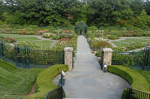 Rose Garden at New York Botanical Garden / Wikimedia Commons / Krzysztof Ziarnek, Kenraiz 
Link: https://commons.wikimedia.org/wiki/File:New_York_Botanical_Garden_kz05.jpg 
