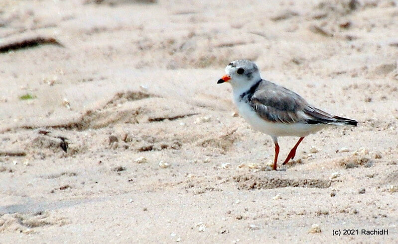 Piping Plover by the Cooper's Beach / Flickr / Rachid H.
Link: https://flickr.com/photos/rachidh/51350528753