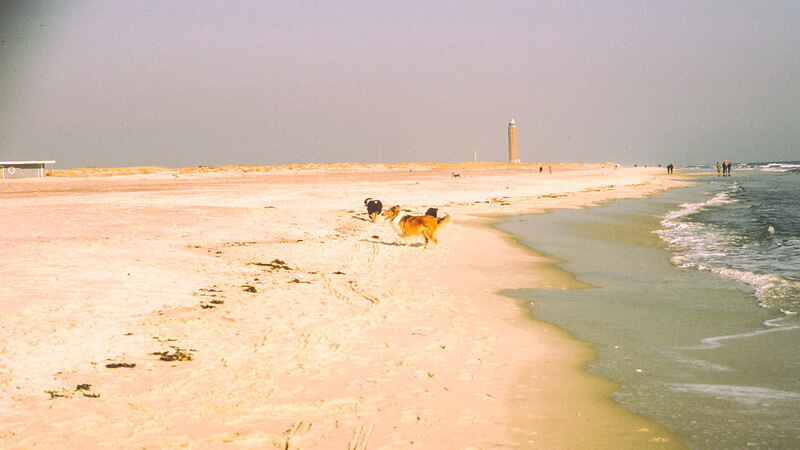 Dogs Playing on the Beach by Robert Moses State Park / Flickr / Thomas Hawk
Link: https://flickr.com/photos/thomashawk/52009043964