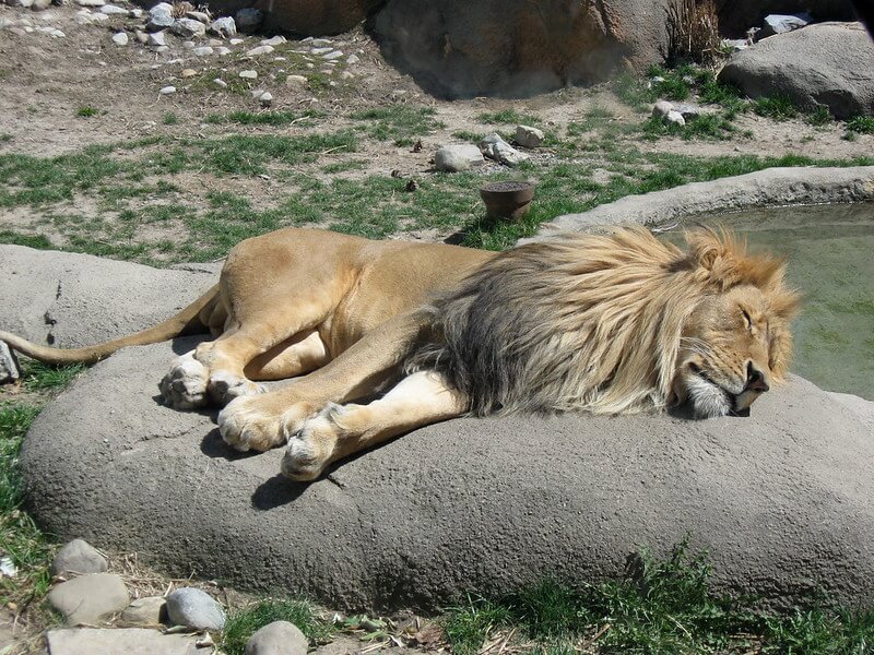 Sleeping Lion in the Rosamond Gifford Zoo / Flickr / Joskiff
Link: https://flickr.com/photos/42109987@N05/6756441863