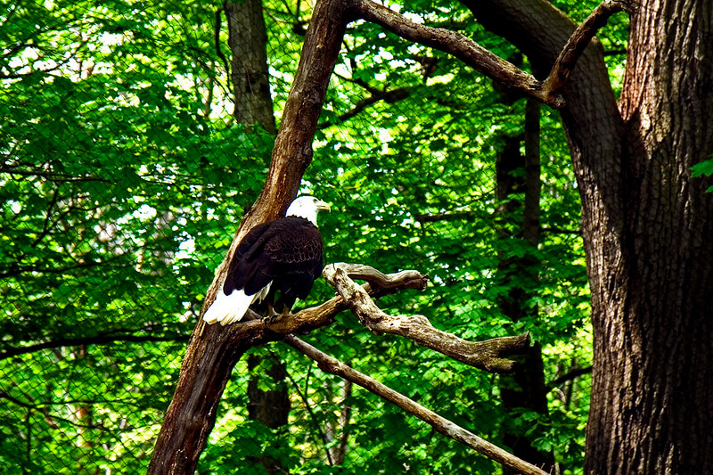 Rescued Bald Eagle at the Seneca Park Zoo / Flickr / 1sock
Link: https://flickr.com/photos/1sock/7433286738